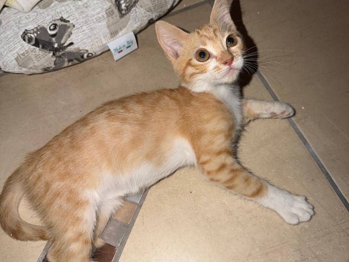 Adozione gatto, femmina, Razza sconosciuta Razza sconosciuta, 3 mesi, taglia non valida, Caserta