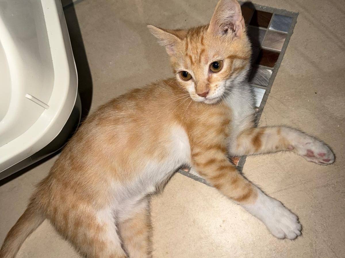 Adotta un gatto, femmina, 3 mesi, Caserta