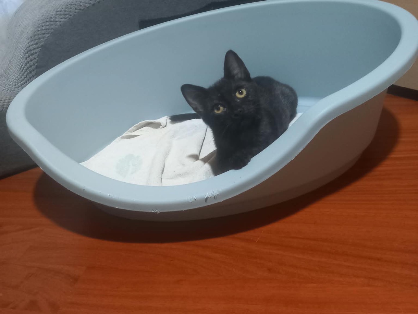 Adozione gatto, femmina, Razza sconosciuta Razza sconosciuta, 4 mesi, taglia non valida, Brescia