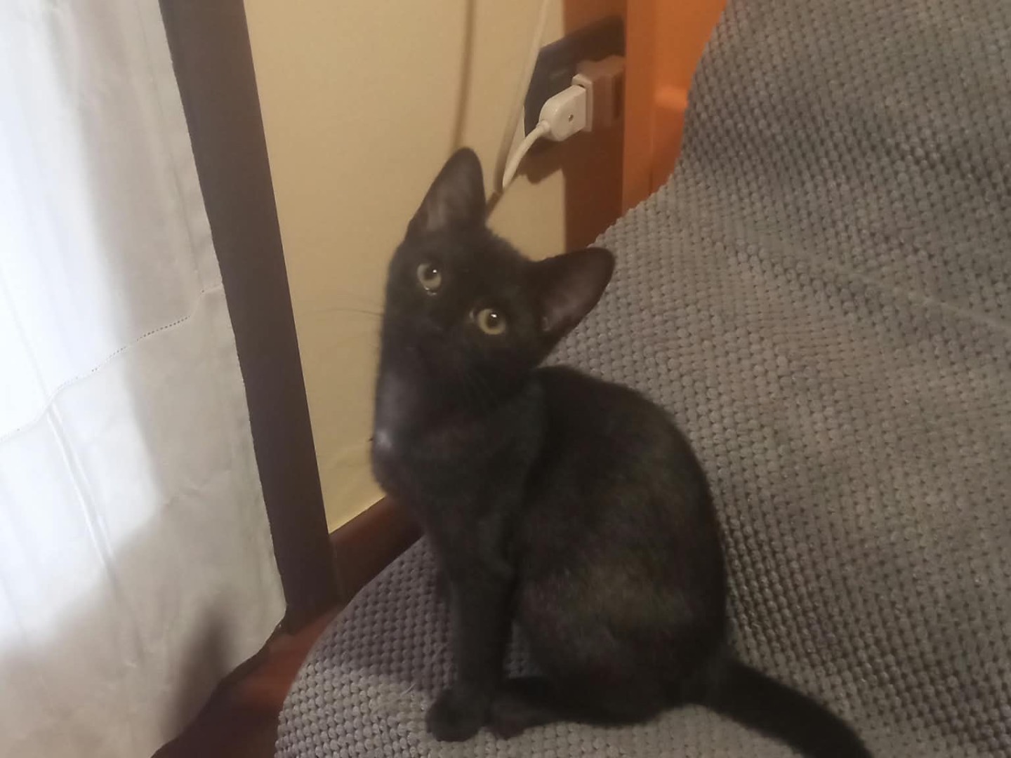 Adotta un gatto, femmina, 4 mesi, Brescia