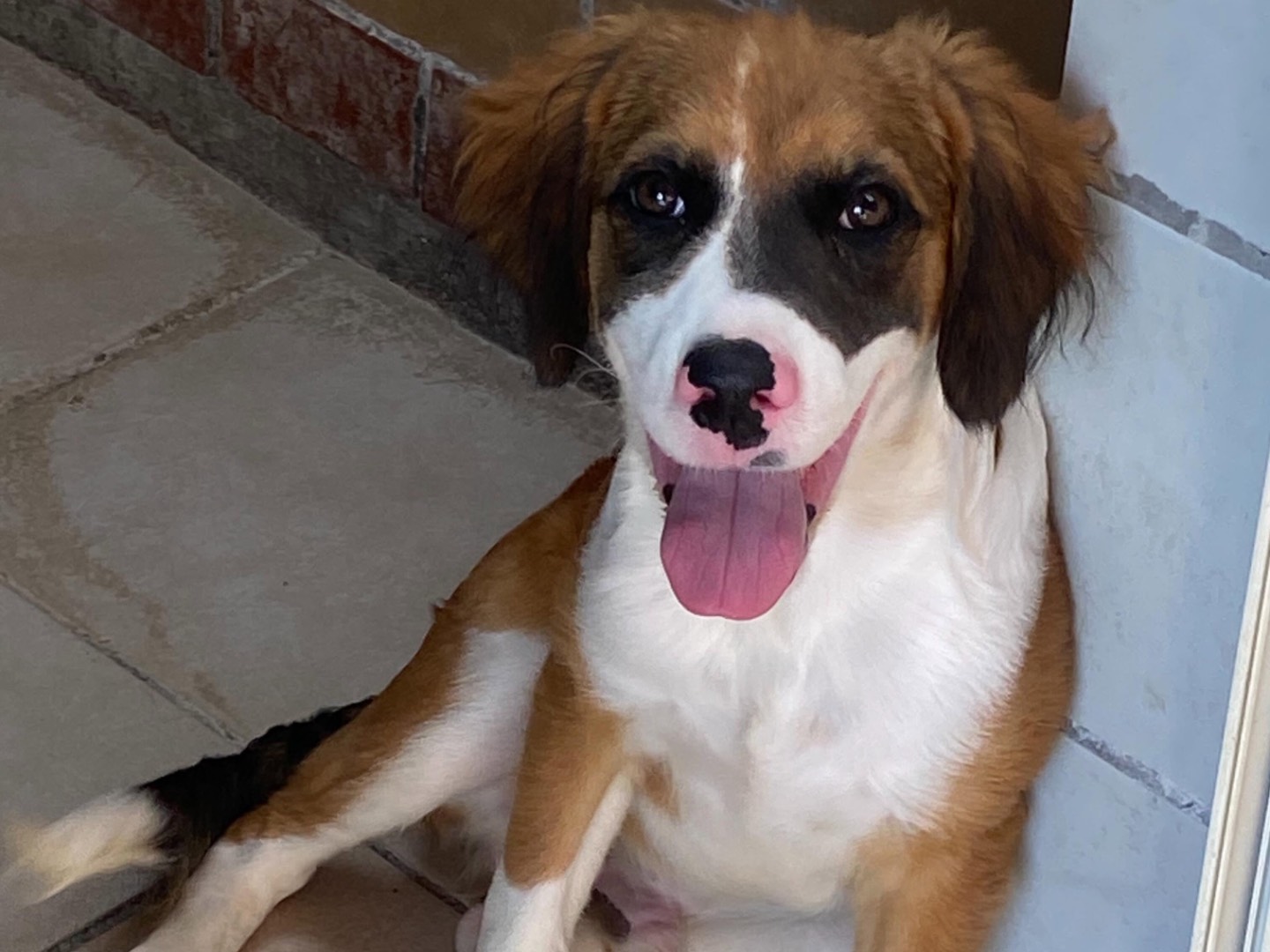Adotta il cane LOUIS a Latina
