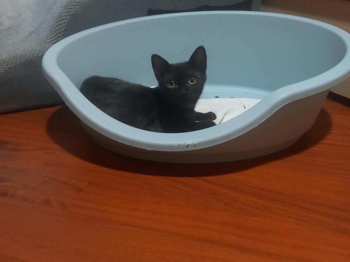 Adotta un gatto, taglia non valida, femmina, Brescia
