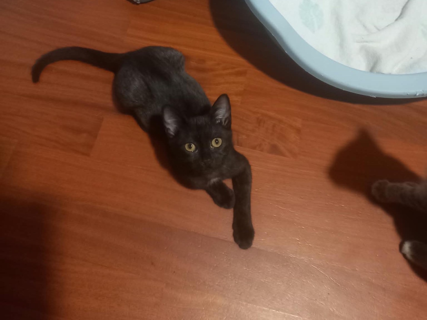 Vuoi adottare un gatto a Brescia?