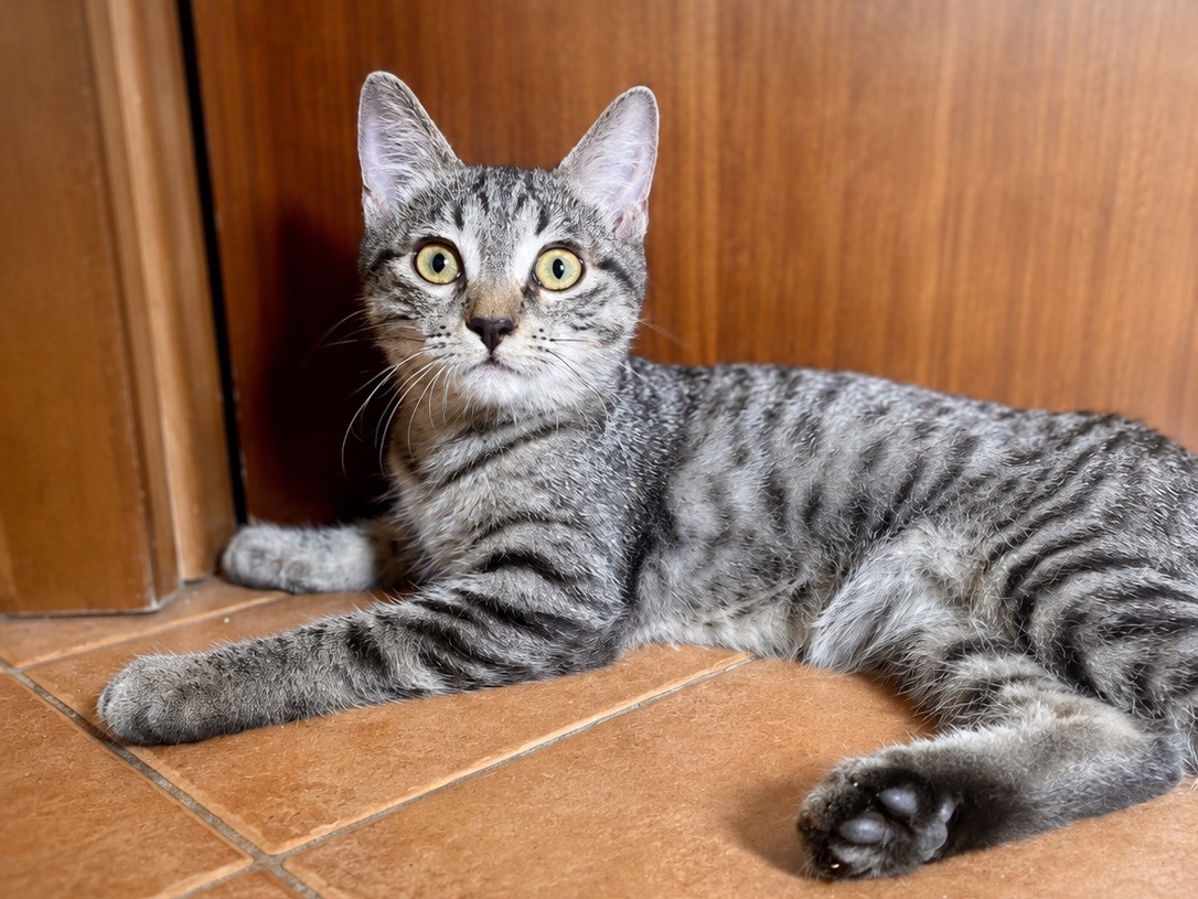 Adotta un gatto, maschio, 4 mesi, Brescia