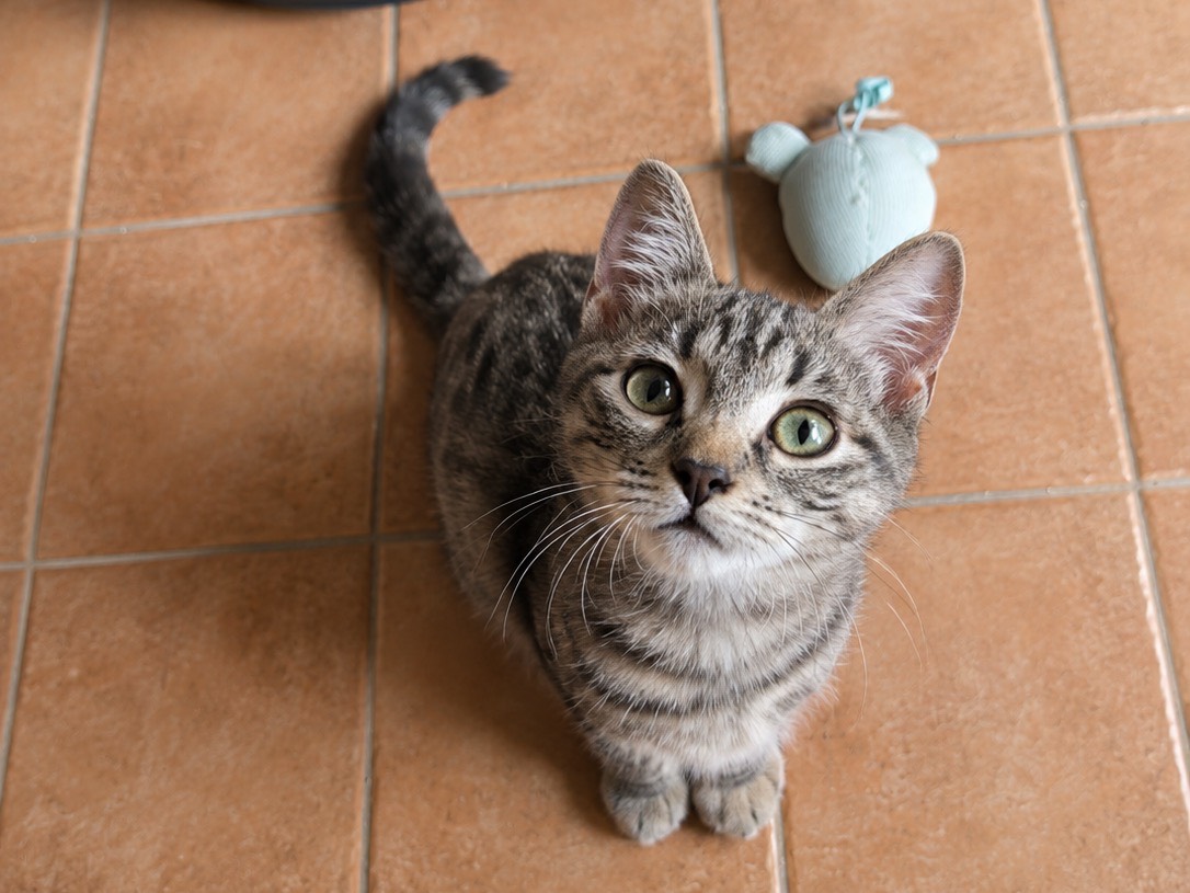 Adotta un gatto, taglia non valida, maschio, Brescia