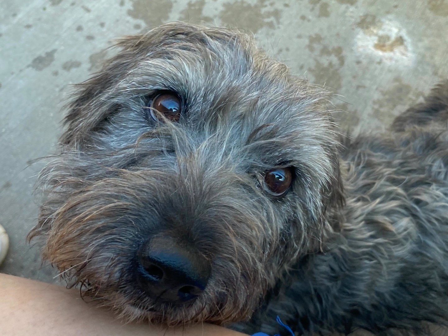 Adozione cane, maschio, Razza sconosciuta Razza sconosciuta, 3 anni e 2 mesi, taglia piccola, Latina