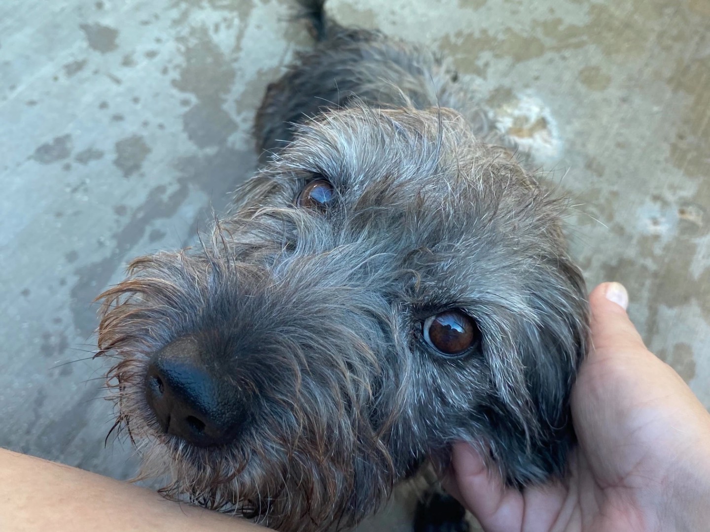 Adotta un cane, maschio, 3 anni e 2 mesi, Latina