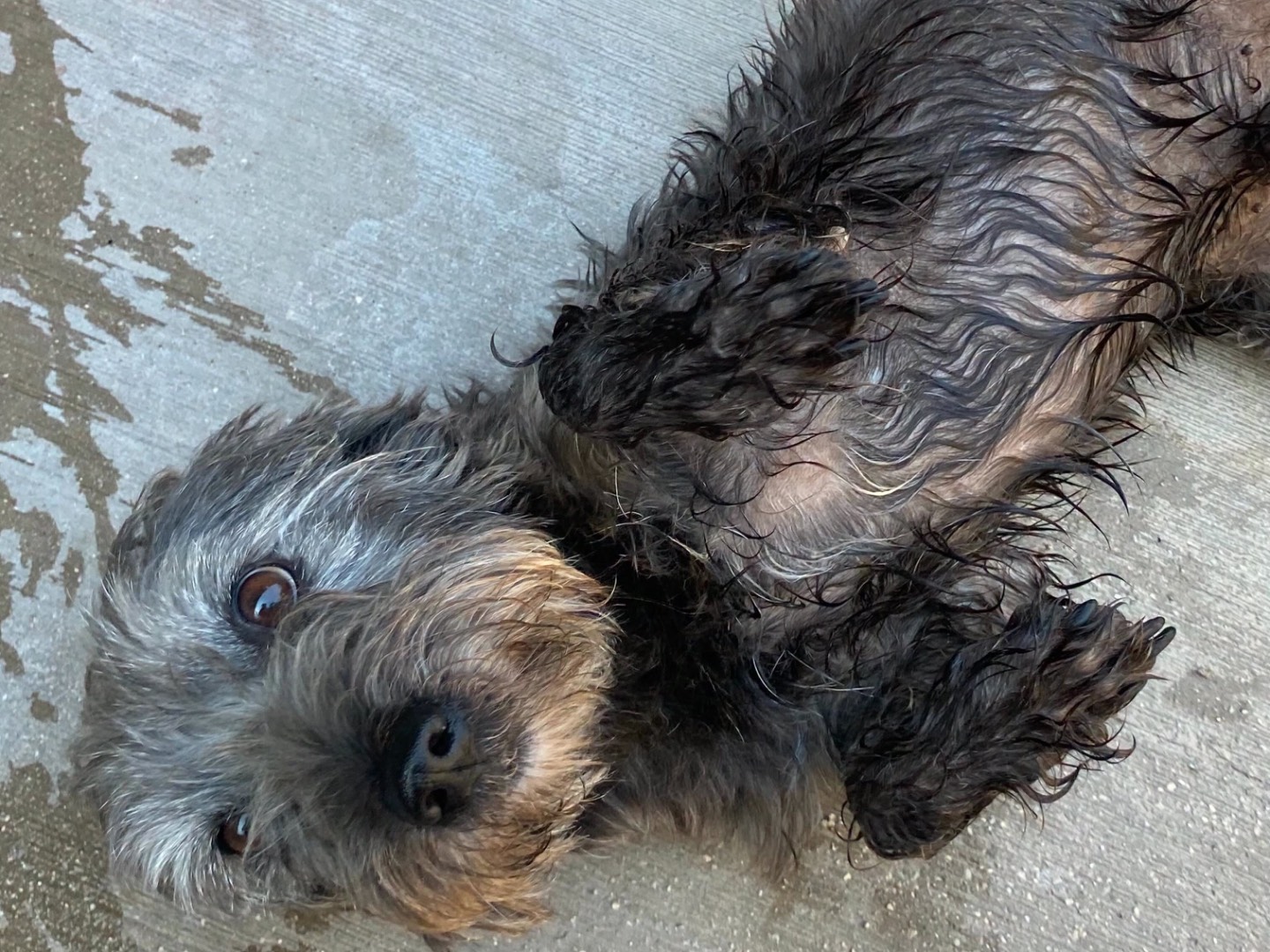 Adotta un cane, taglia piccola, maschio, Latina