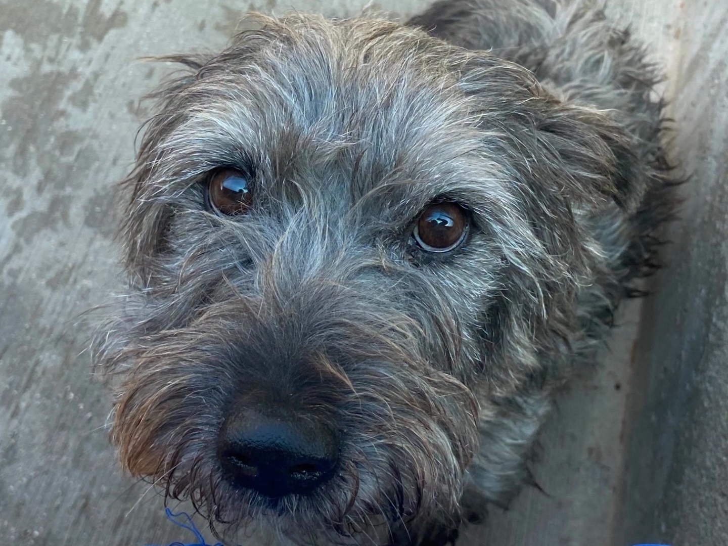 Vuoi adottare un cane a Latina?
