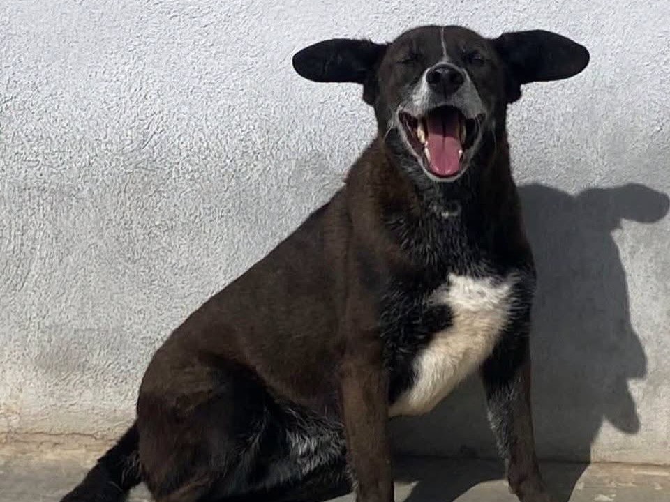 Adotta un cane, femmina, 9 anni e 2 mesi, Latina