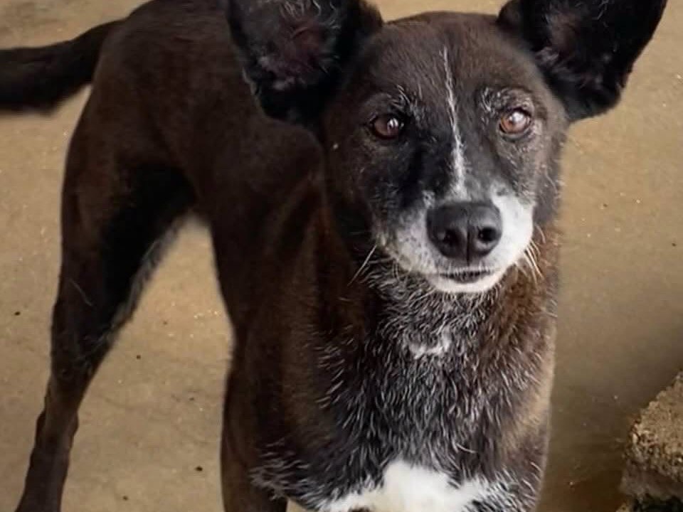 Adozione cane, femmina, Razza sconosciuta Razza sconosciuta, 9 anni e 2 mesi, taglia media contenuta, Latina