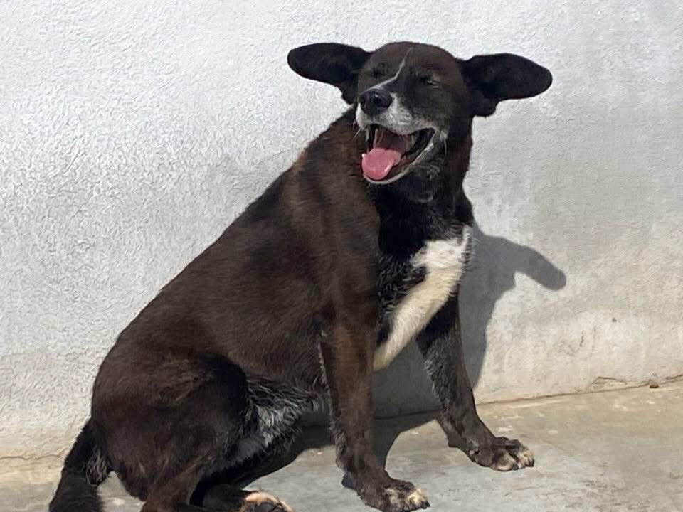 Adotta un cane, taglia media contenuta, femmina, Latina