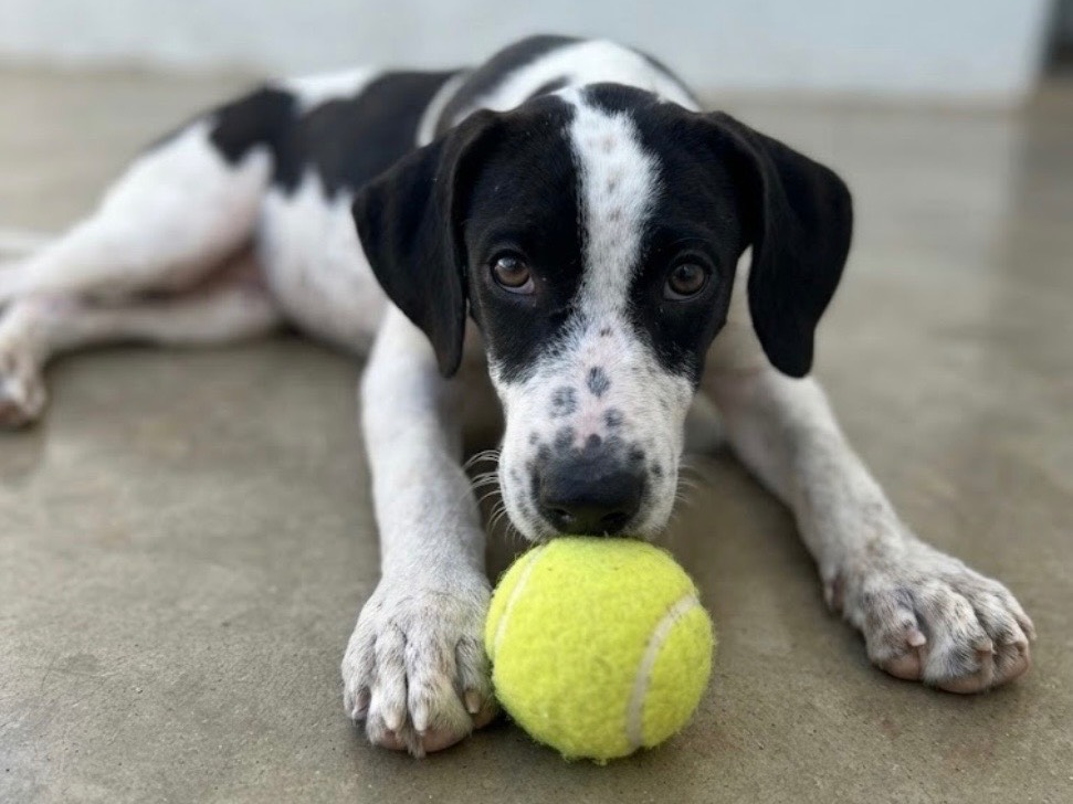 Adozione cane, femmina, Razza sconosciuta Razza sconosciuta, 7 mesi, taglia media, Sud