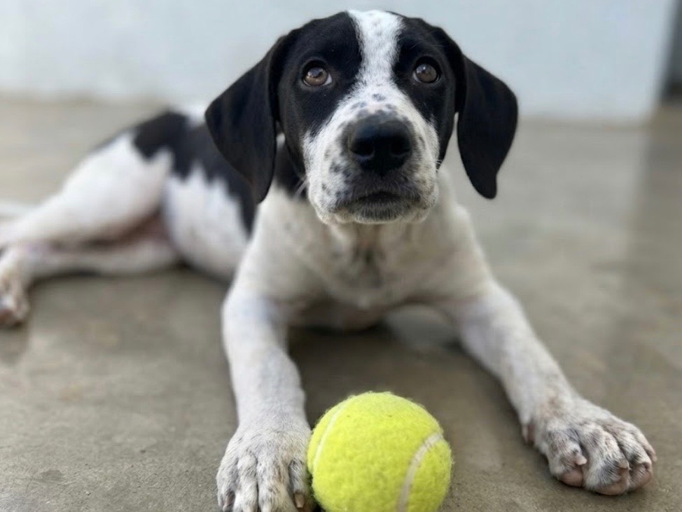 Adotta un cane, femmina, 7 mesi, Sud
