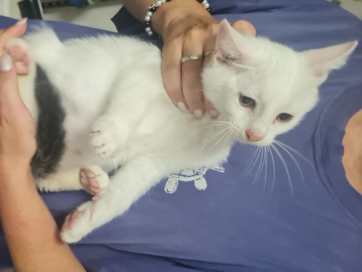 Vuoi adottare un gatto a Trento?