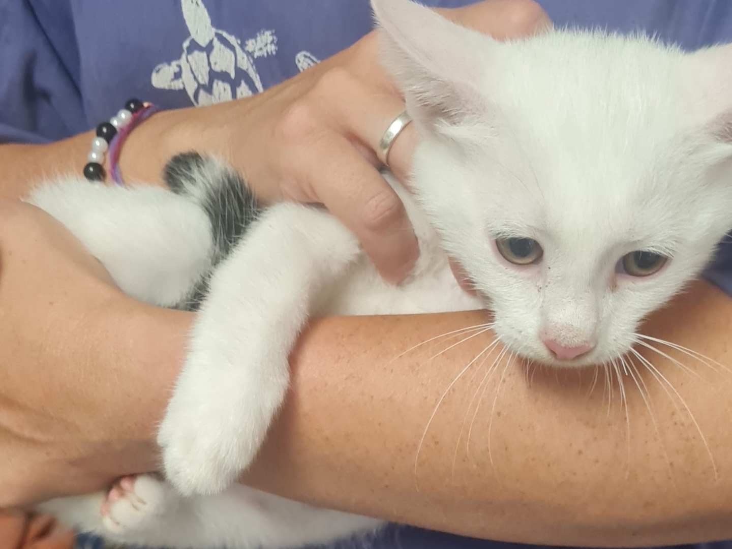 Adotta il gatto Luke a Trento