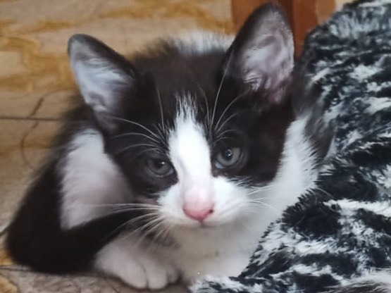 Adozione gatto, maschio, Razza sconosciuta Razza sconosciuta, 2 mesi, taglia non valida, Trento