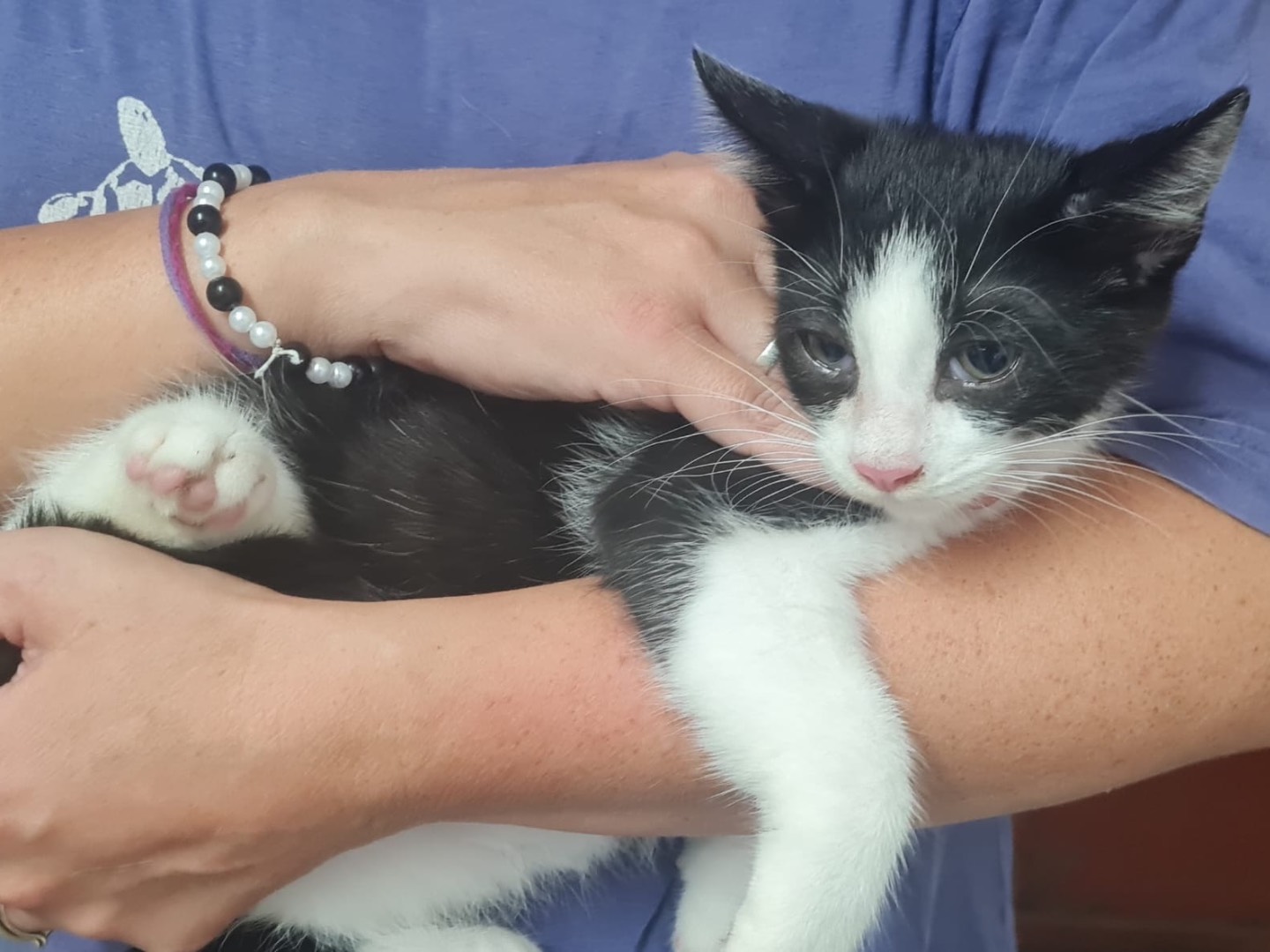 Adotta un gatto, taglia non valida, maschio, Trento