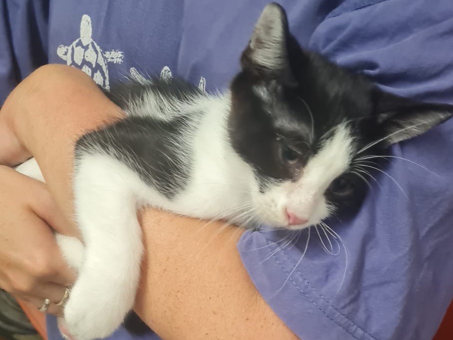 Vuoi adottare un gatto a Trento?