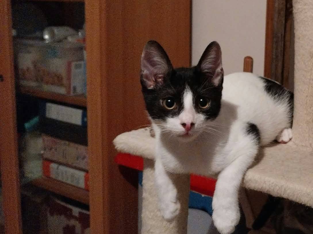 Adozione gatto, maschio, Razza sconosciuta Razza sconosciuta, 4 mesi, taglia non valida, Viterbo