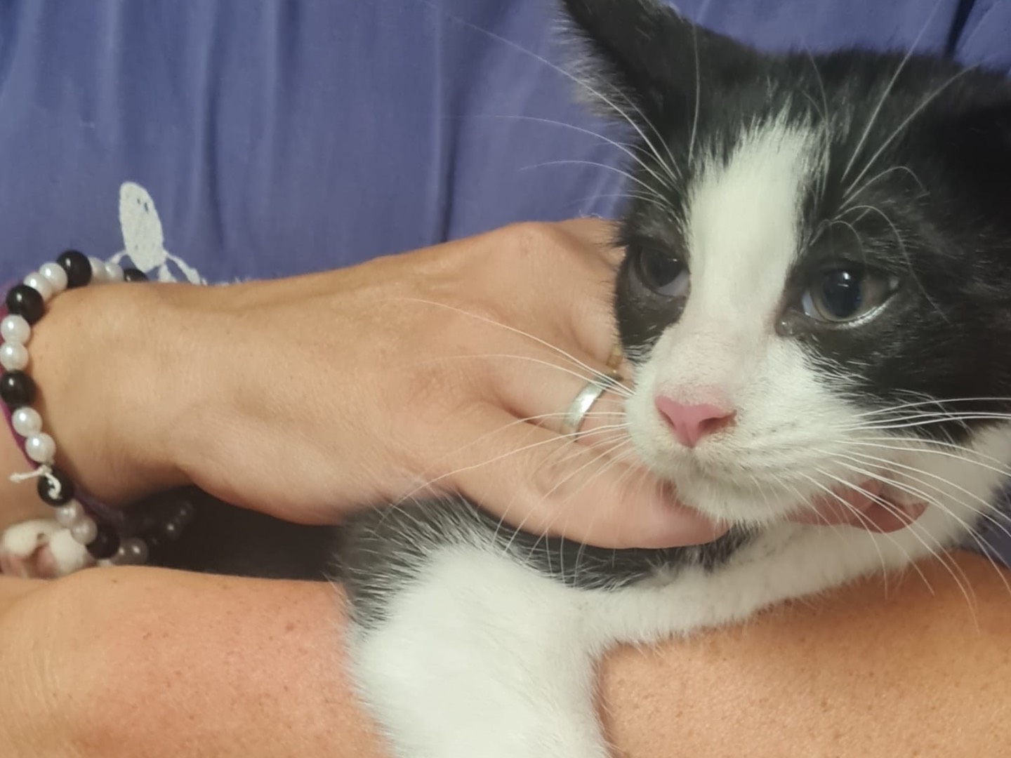 Adotta il gatto Bo a Trento