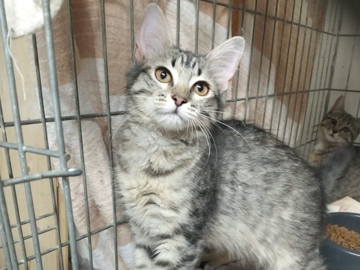 Adotta un gatto, taglia non valida, femmina, Trento
