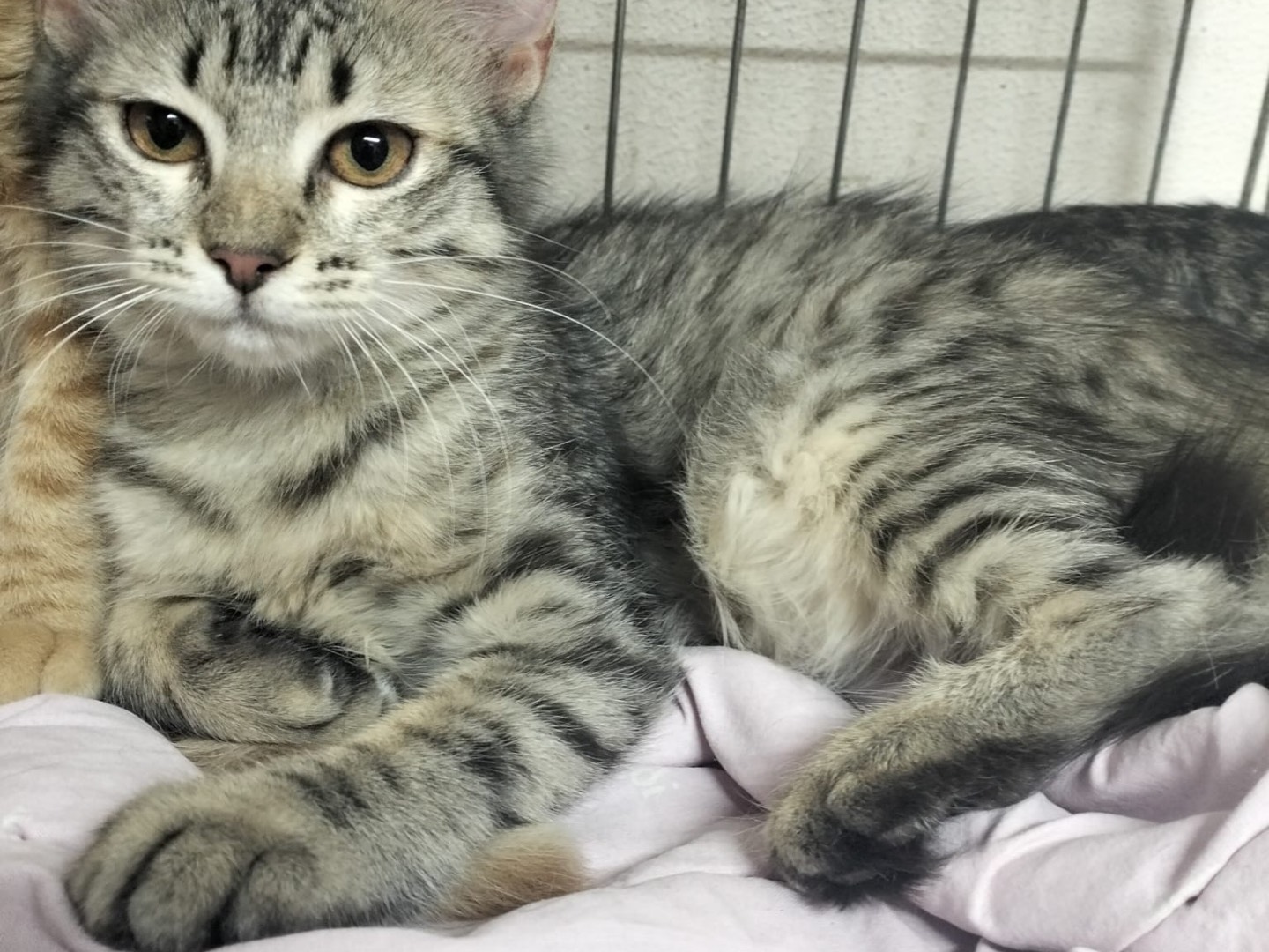 Adotta il gatto Rosy a Trento