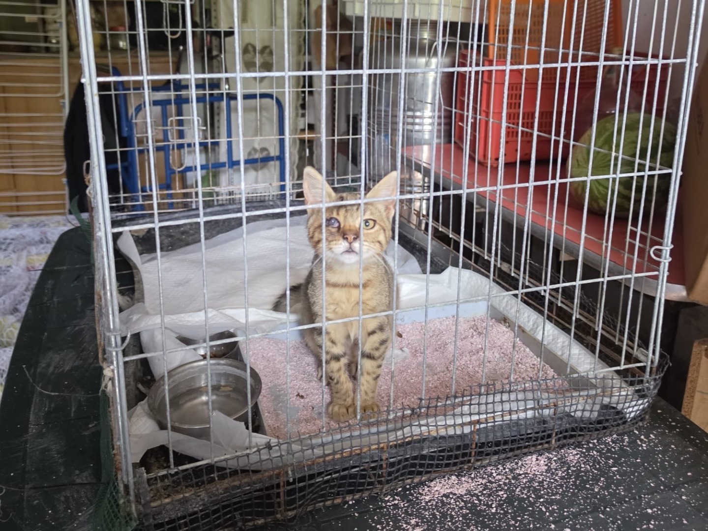Adozione gatto, maschio, Razza sconosciuta Razza sconosciuta, 4 mesi, taglia non valida, Milano