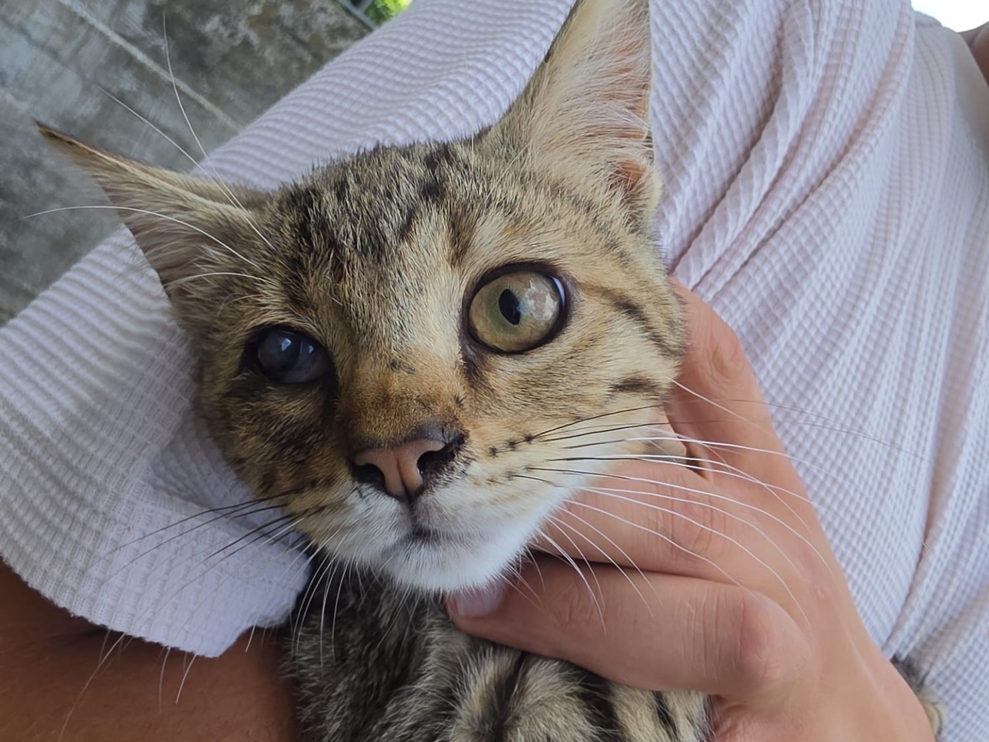 Adotta un gatto, maschio, 4 mesi, Milano