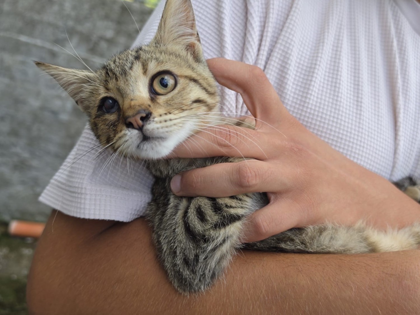 Adotta un gatto, taglia non valida, maschio, Milano
