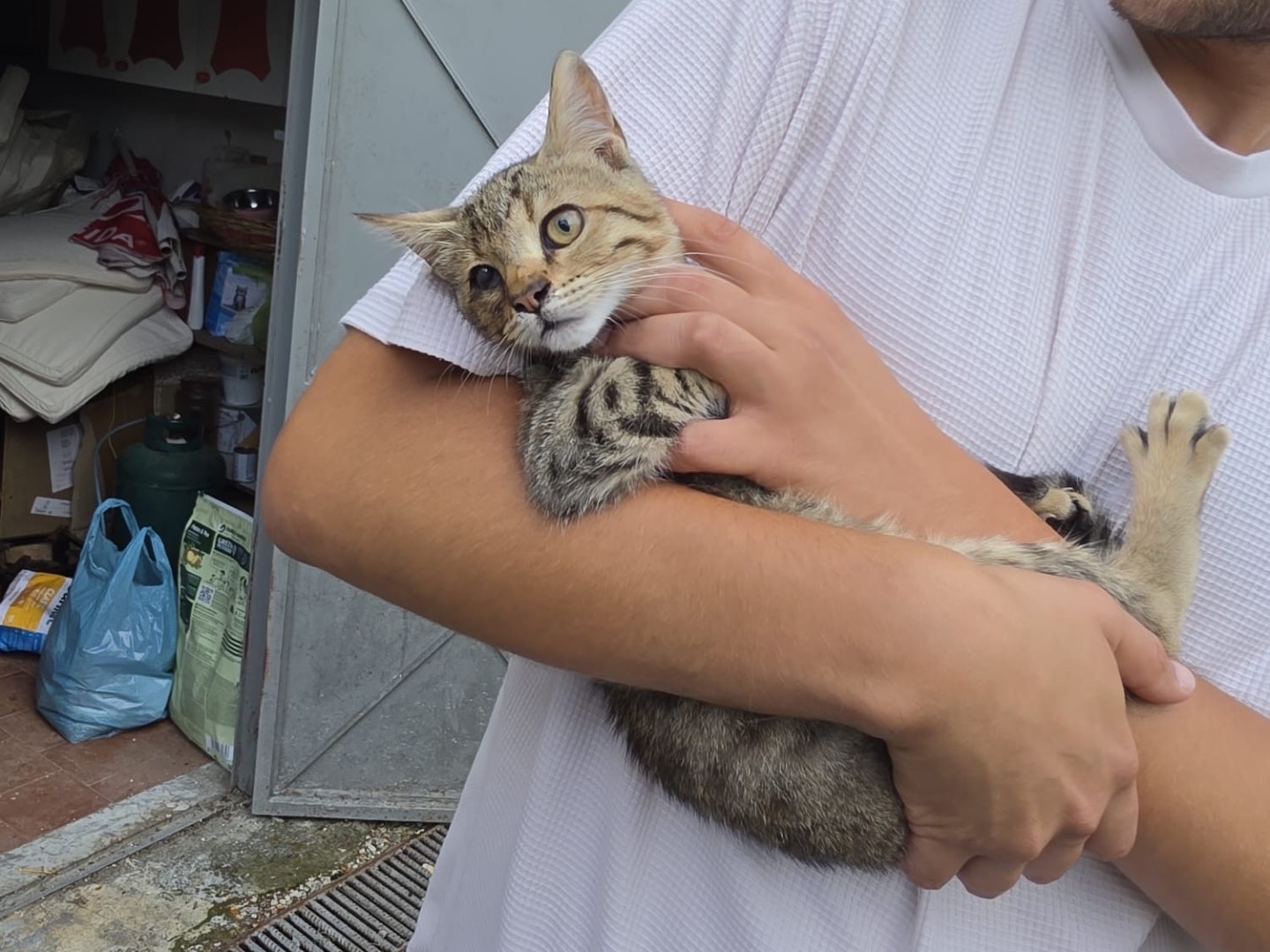Vuoi adottare un gatto a Milano?