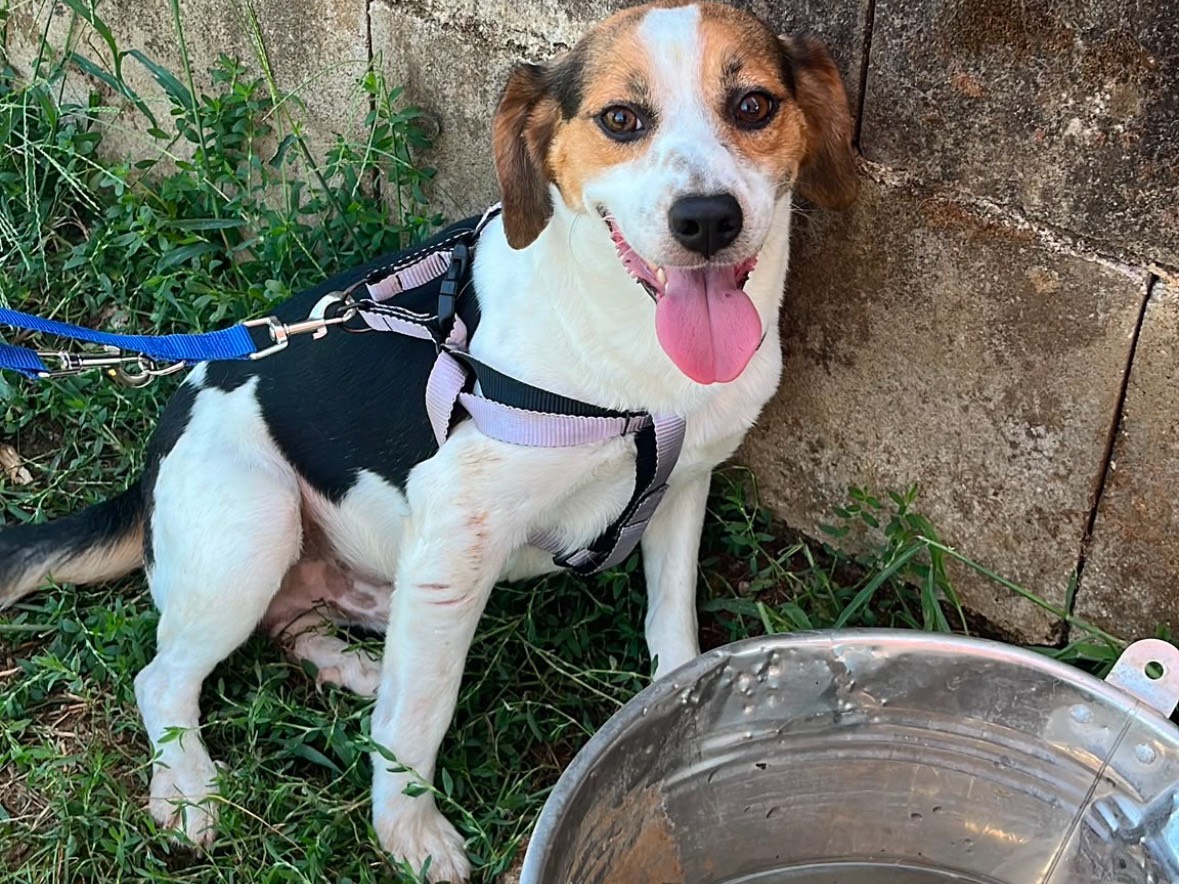Adozione cane, maschio, Beagle  Razza sconosciuta, 1 anno e 11 mesi, taglia piccola, Frosinone