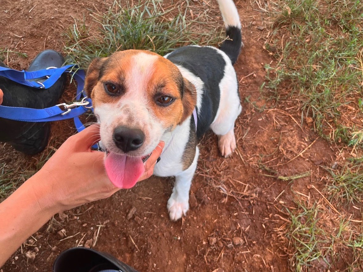 Adotta un cane, taglia piccola, maschio, Frosinone