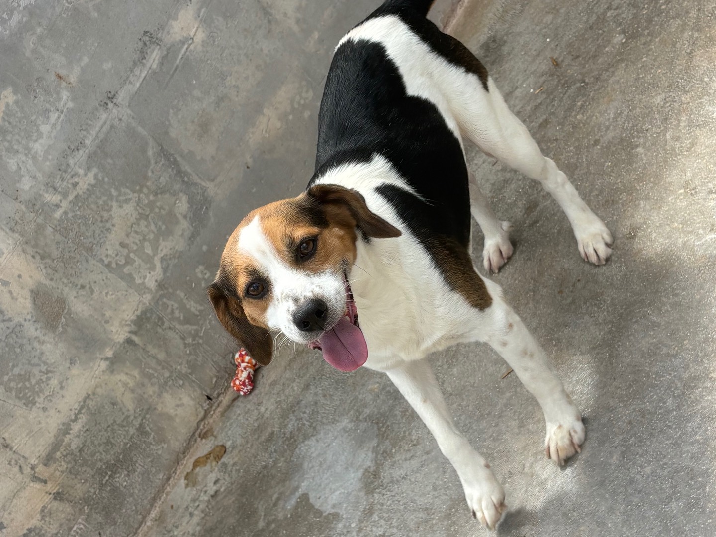 Adotta un cane, maschio, 1 anno e 11 mesi, Frosinone