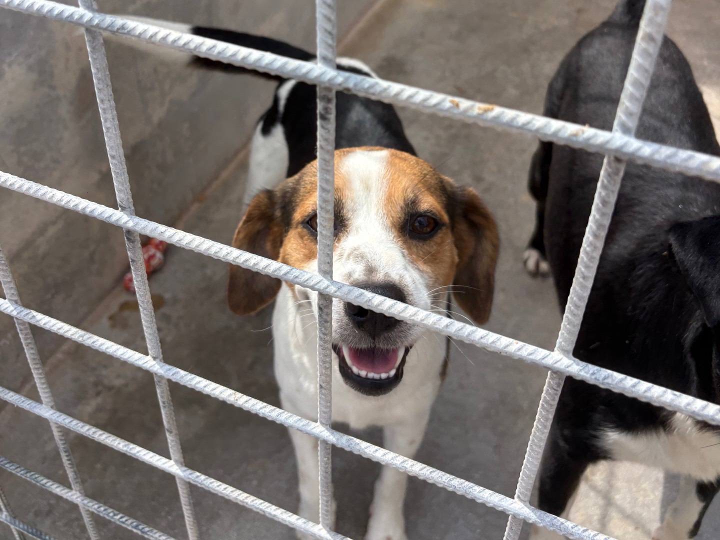 Vuoi adottare un cane a Frosinone?