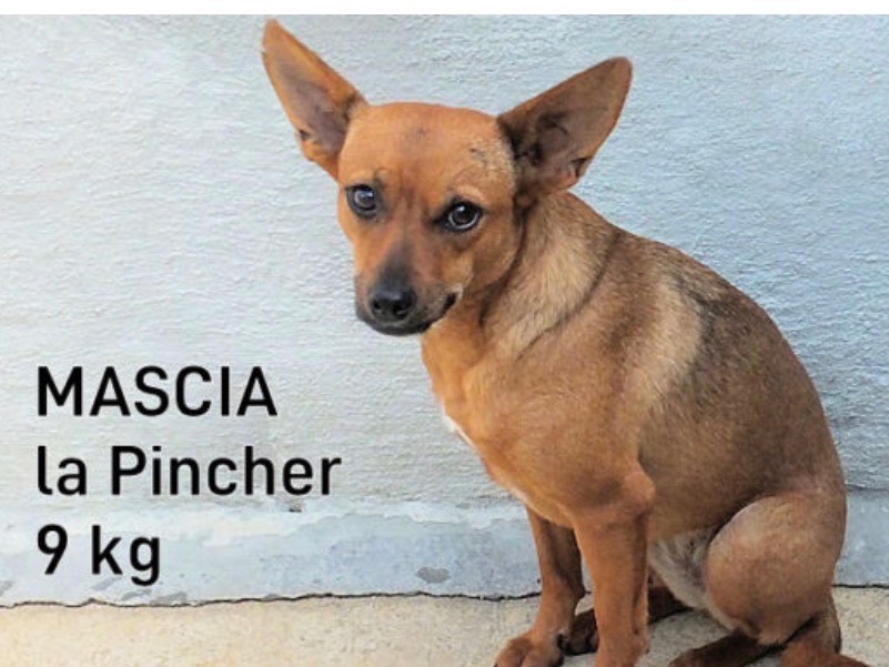 Adozione cane, femmina, Pinscher Razza sconosciuta, 3 anni e 4 mesi, taglia piccola, Frosinone