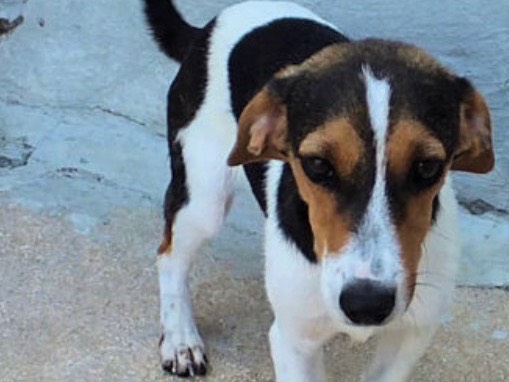 Adozione cane, maschio, Jack Russell Terrier Razza sconosciuta, 10 mesi, taglia piccola, Frosinone