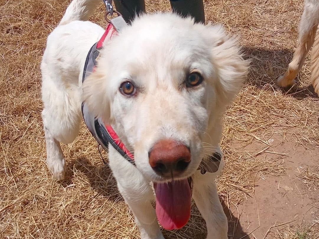 Vuoi adottare un cane a Crotone?
