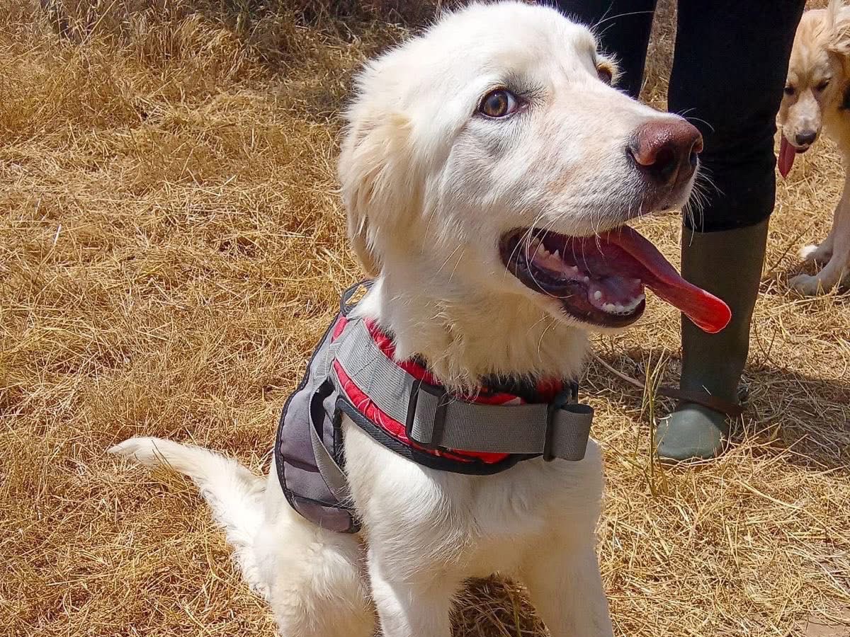 Adotta il cane Eros  a Crotone