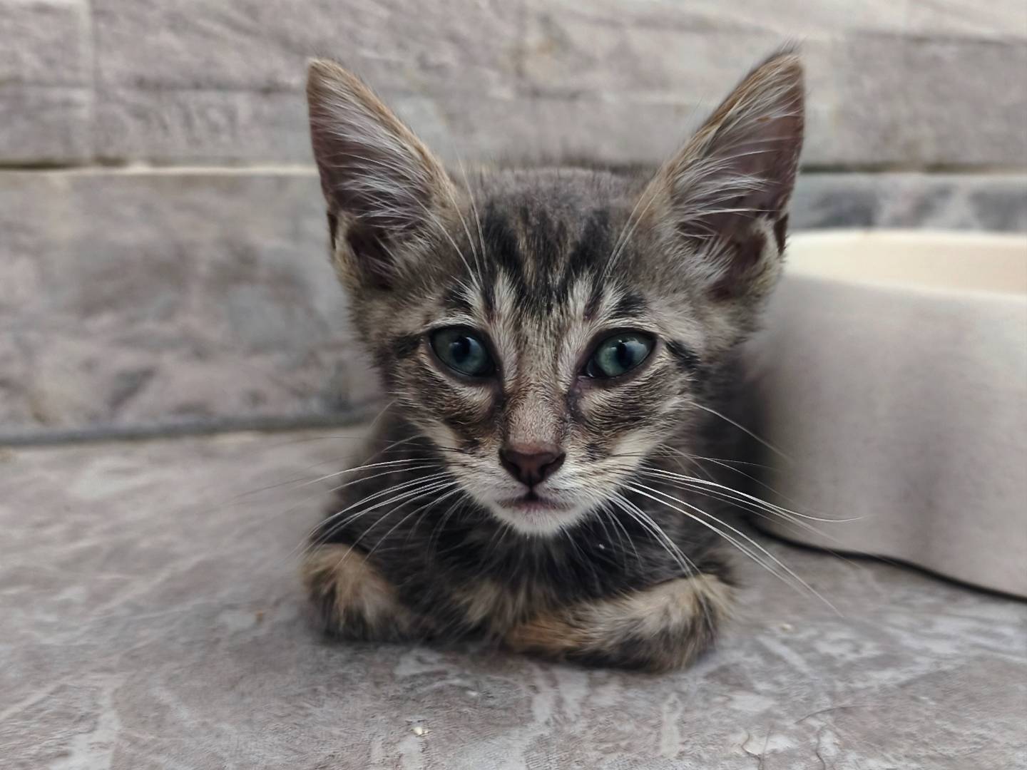 Adozione gatto, femmina, Razza sconosciuta Razza sconosciuta, 2 mesi, taglia non valida, Messina