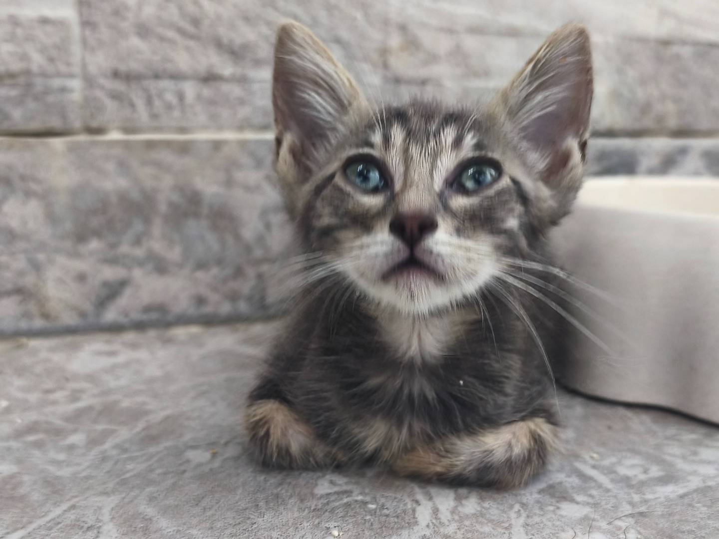 Adotta un gatto, femmina, 2 mesi, Messina