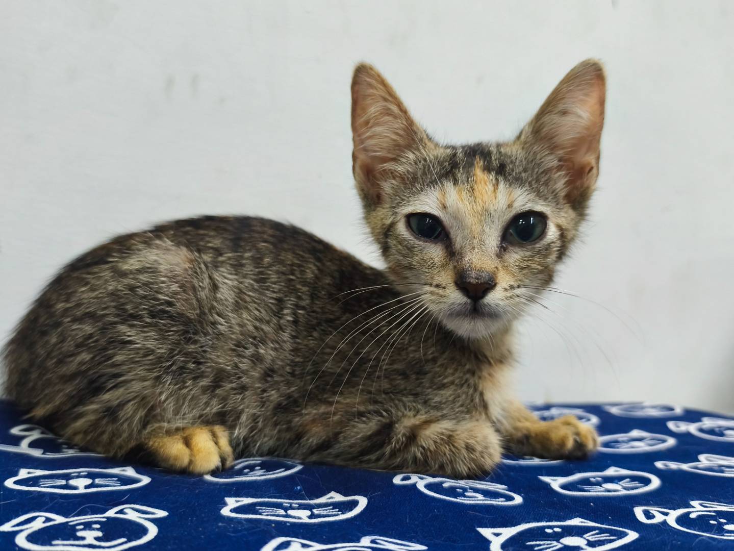 Adozione gatto, femmina, Razza sconosciuta Razza sconosciuta, 3 mesi, taglia non valida, Messina
