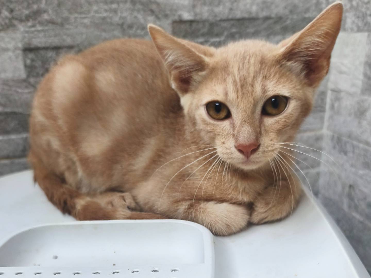 Adozione gatto, maschio, Razza sconosciuta Razza sconosciuta, 3 mesi, taglia non valida, Messina