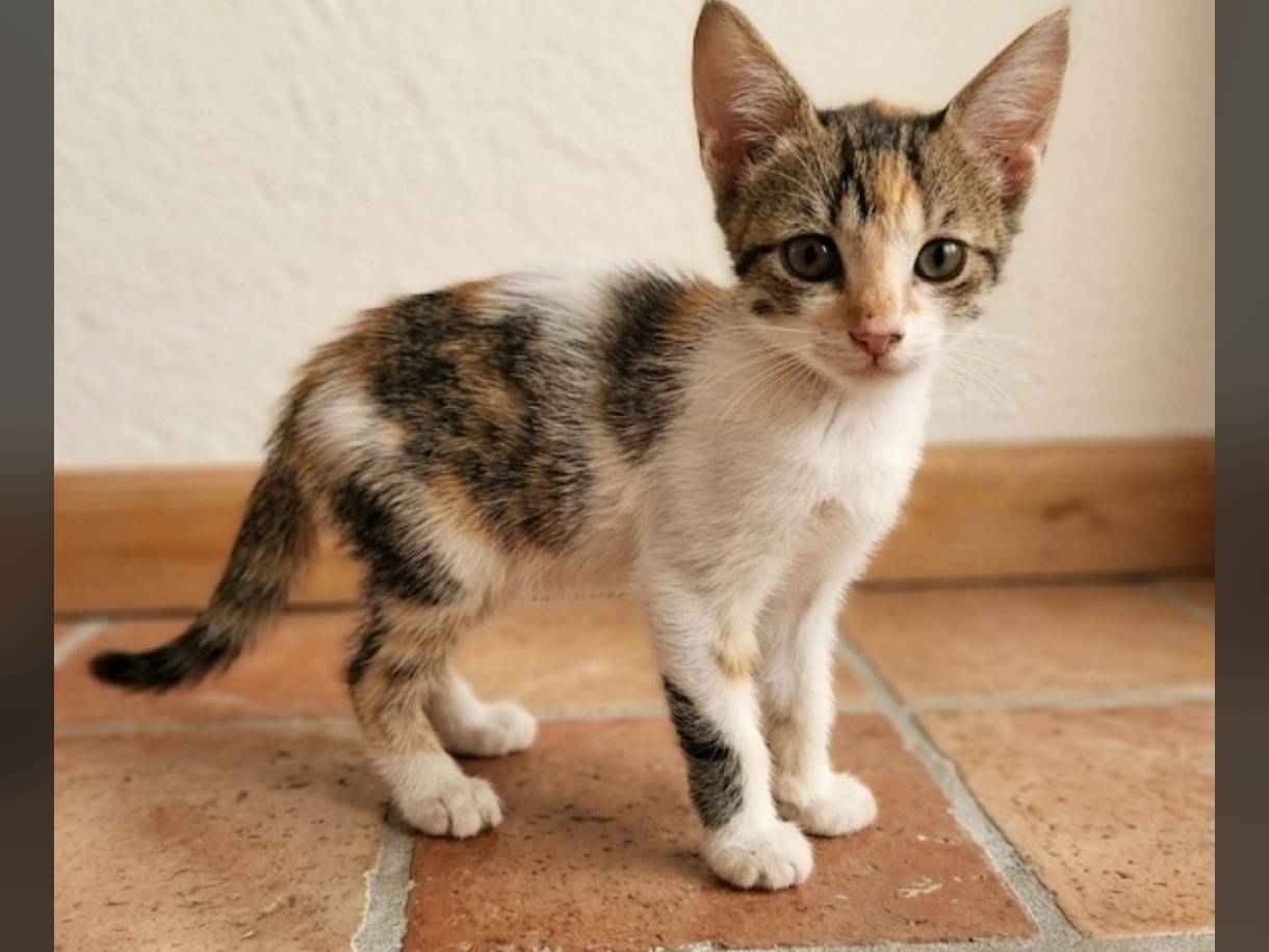 Adozione gatto, femmina, Razza sconosciuta Razza sconosciuta, 2 mesi, taglia non valida, Messina