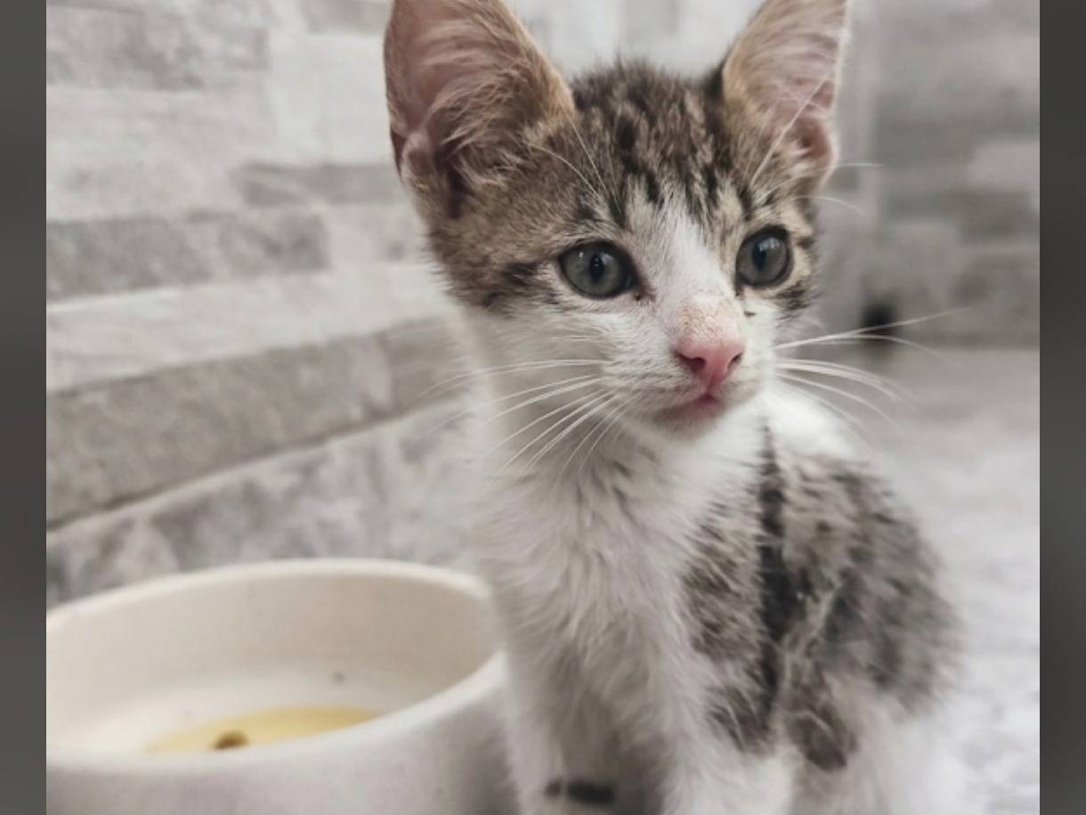 Adozione gatto, femmina, Razza sconosciuta Razza sconosciuta, 3 mesi, taglia non valida, Messina