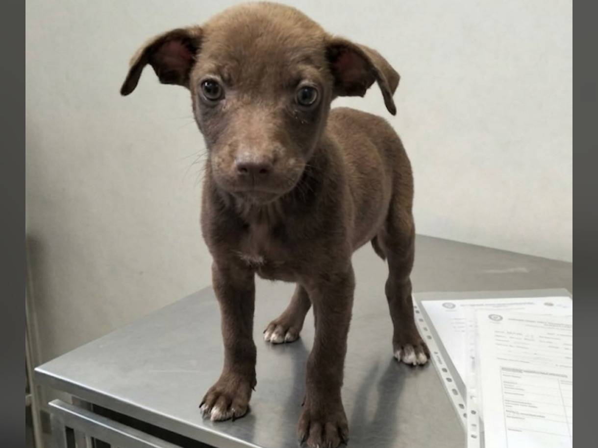 Adozione cane, maschio, Razza sconosciuta Razza sconosciuta, 3 mesi, taglia media contenuta, Messina