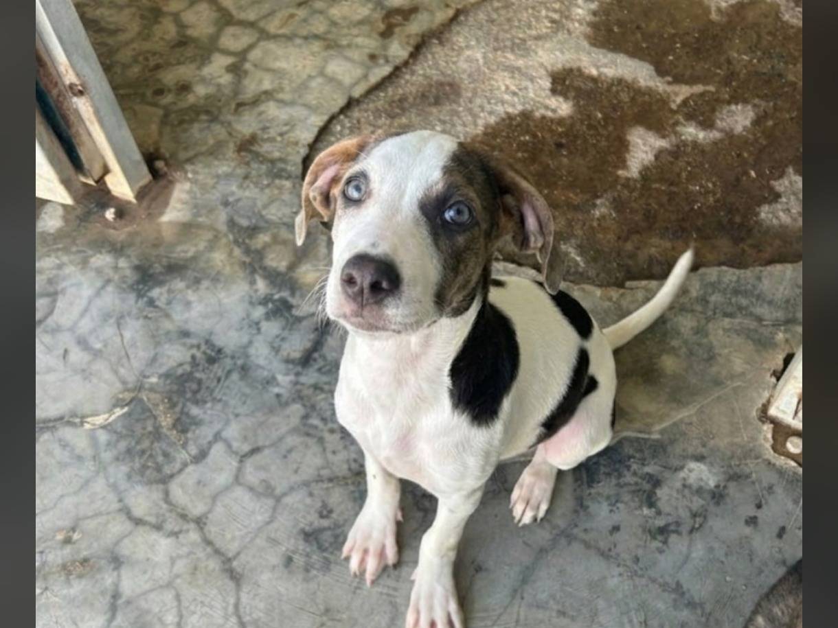 Adozione cane, femmina, Razza sconosciuta Razza sconosciuta, 5 mesi, taglia media, Messina