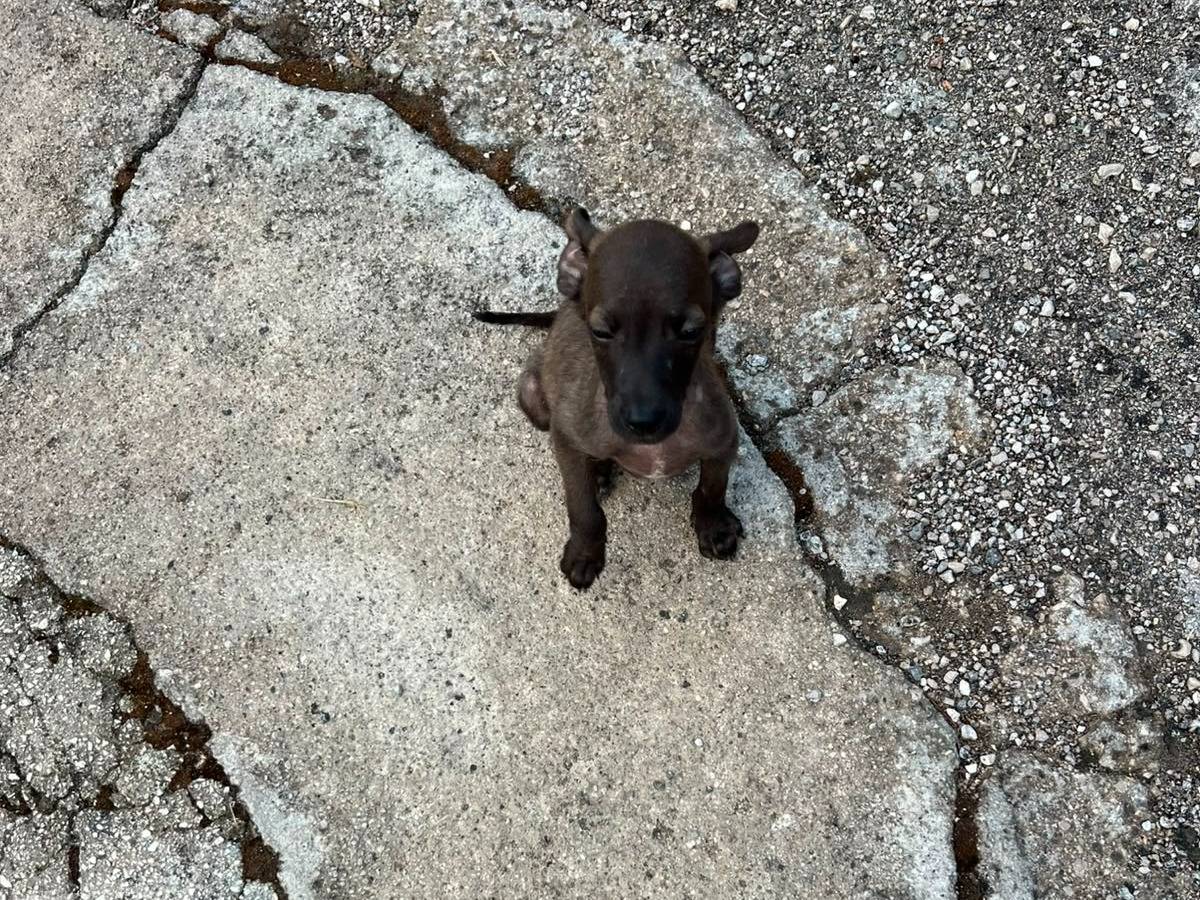 Adotta un cane, maschio, 3 mesi, Latina