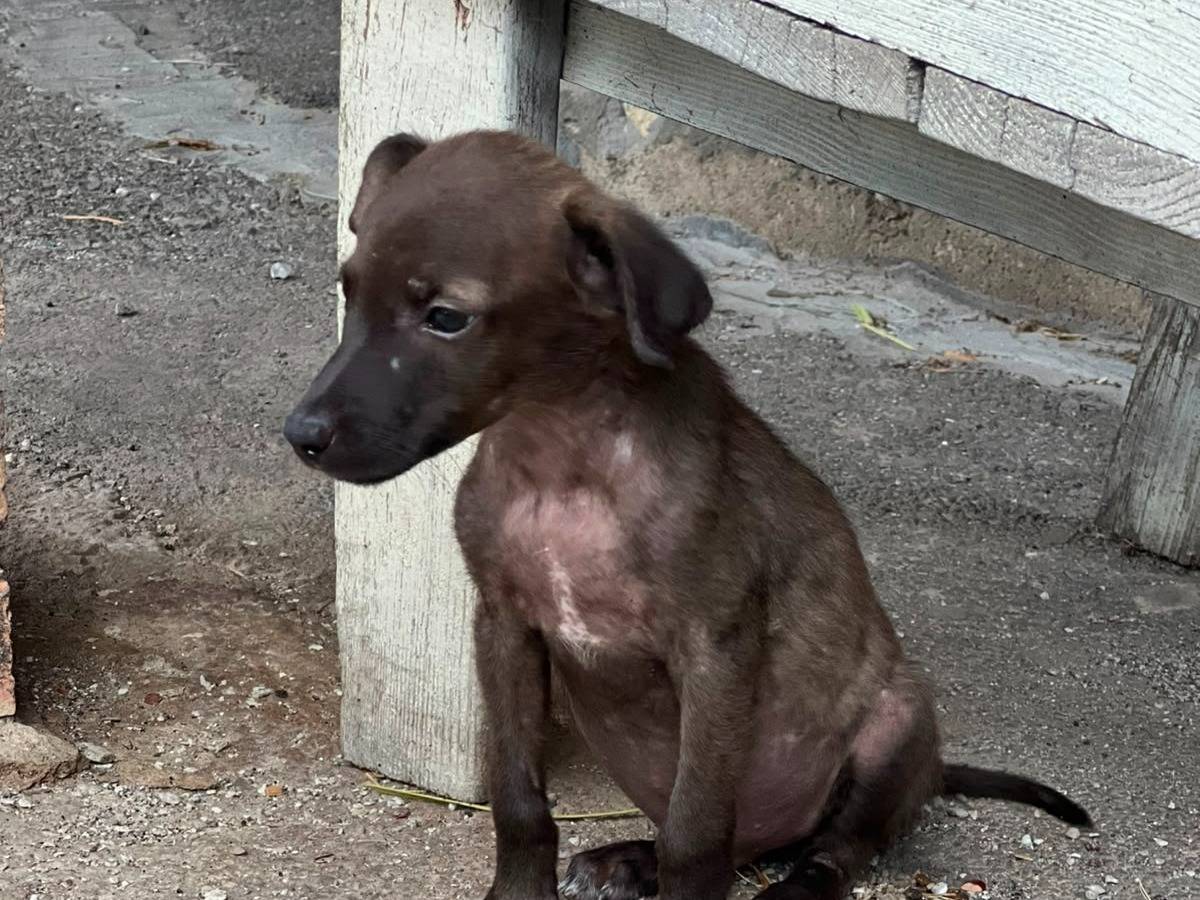 Adotta un cane, taglia piccola, maschio, Latina