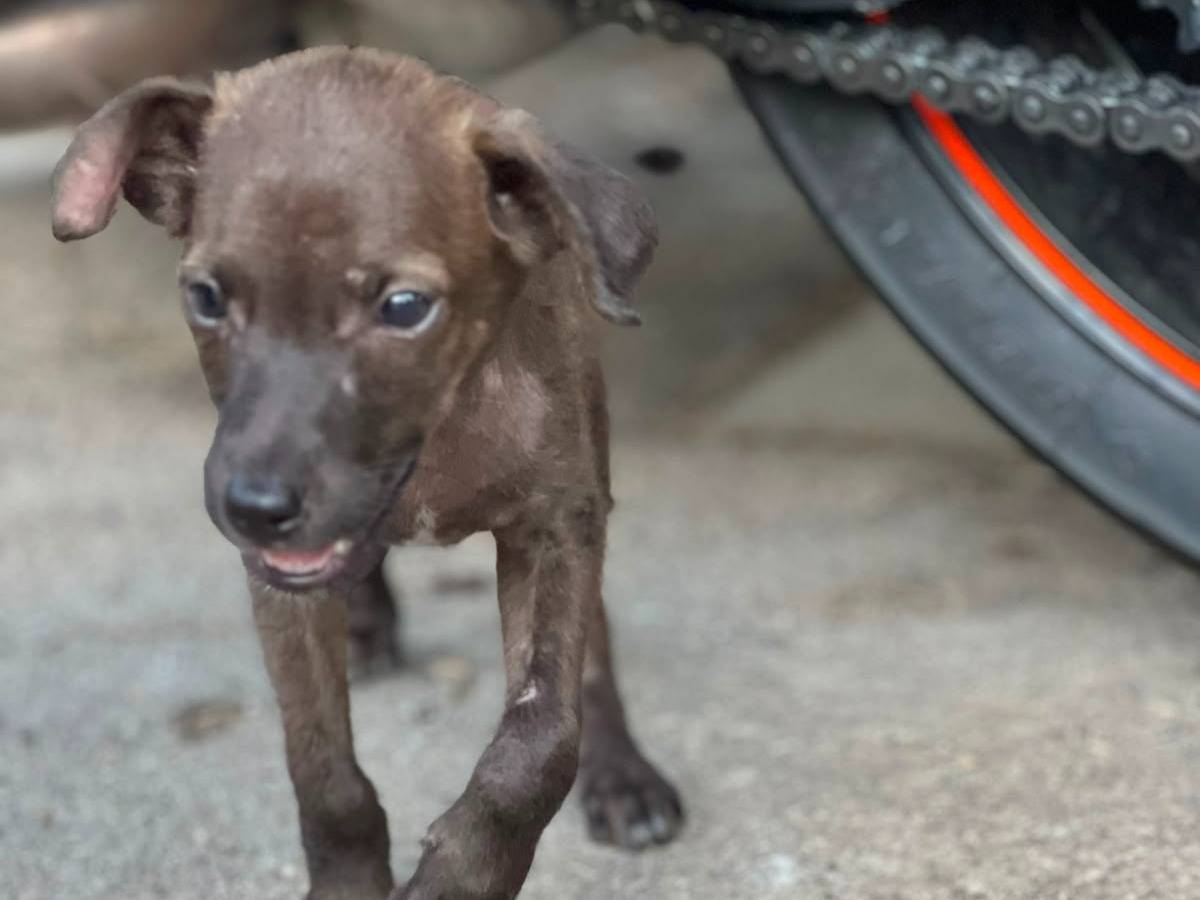 Vuoi adottare un cane a Latina?